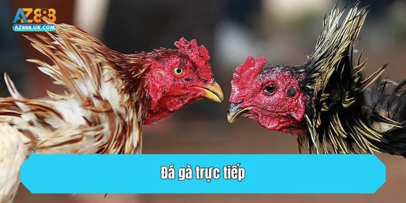 TRANG CHỦ 29 Đá gà trực tiếp